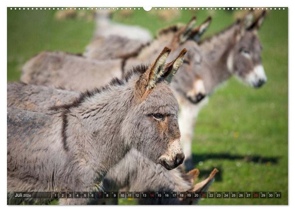 Âne - joli, intelligent et travailleur (Calvendo Premium Wall Calendar 2024) 