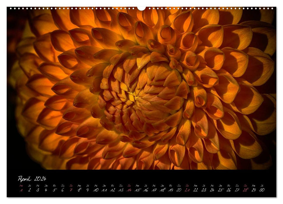 Serenade - Visual Music of Flowers (CALVENDO Wall Calendar 2024) 
