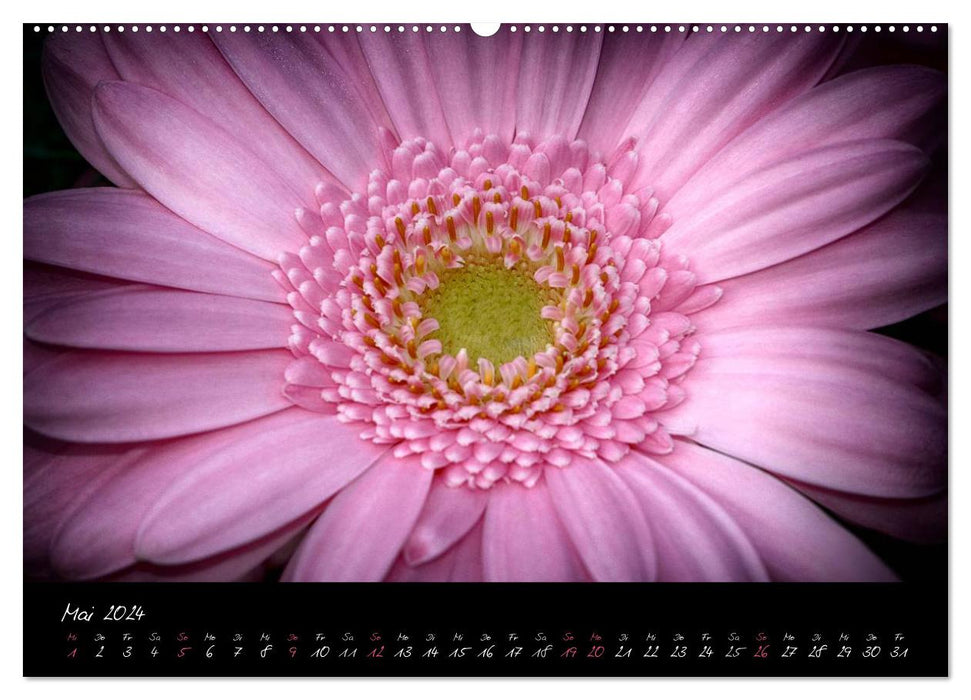 Serenade - Visuelle Musik der Blumen (CALVENDO Wandkalender 2024)