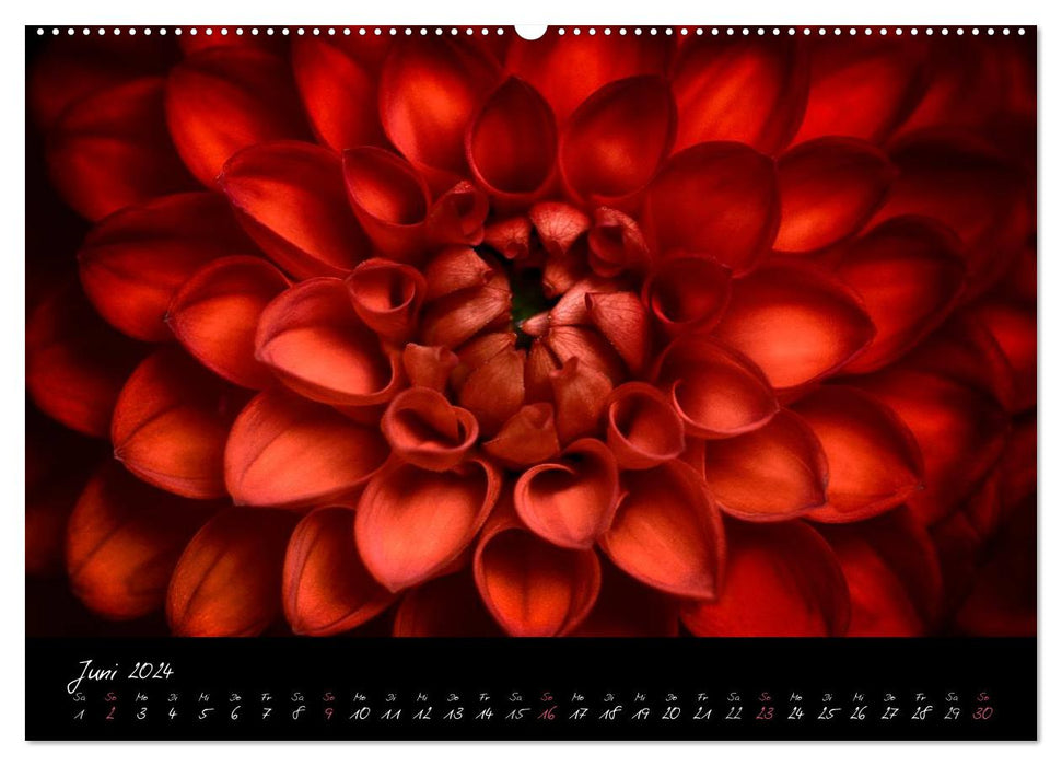 Serenade - Visual Music of Flowers (CALVENDO Wall Calendar 2024) 