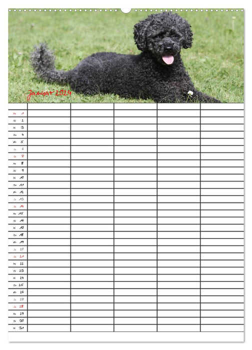 The Poodle Family Planner (CALVENDO Premium Wall Calendar 2024) 