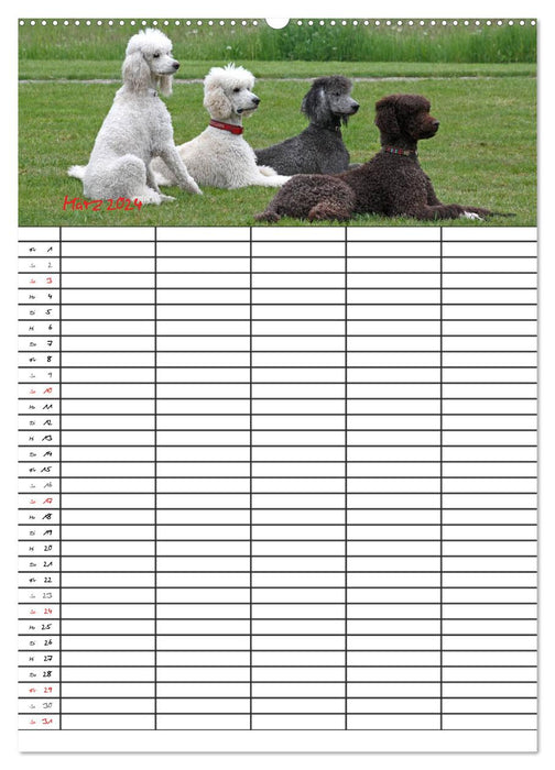 Le planificateur familial Caniche (Calvendo Premium Wall Calendar 2024) 