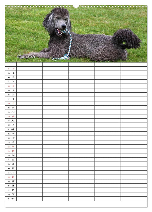 Le planificateur familial Caniche (Calvendo Premium Wall Calendar 2024) 