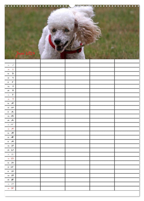 The Poodle Family Planner (CALVENDO Premium Wall Calendar 2024) 