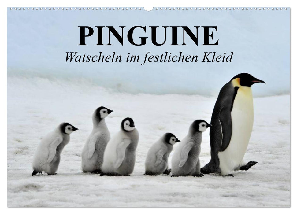 Penguins - waddling in festive dress (CALVENDO wall calendar 2024) 