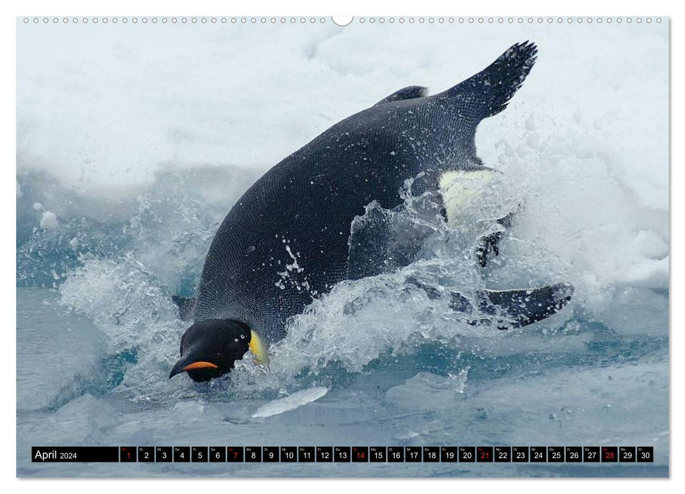 Penguins - waddling in festive dress (CALVENDO wall calendar 2024) 