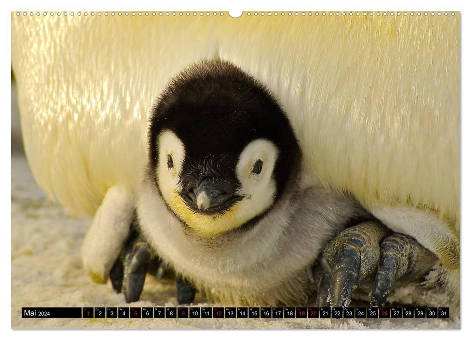 Pinguine - Watscheln im festlichen Kleid (CALVENDO Wandkalender 2024)