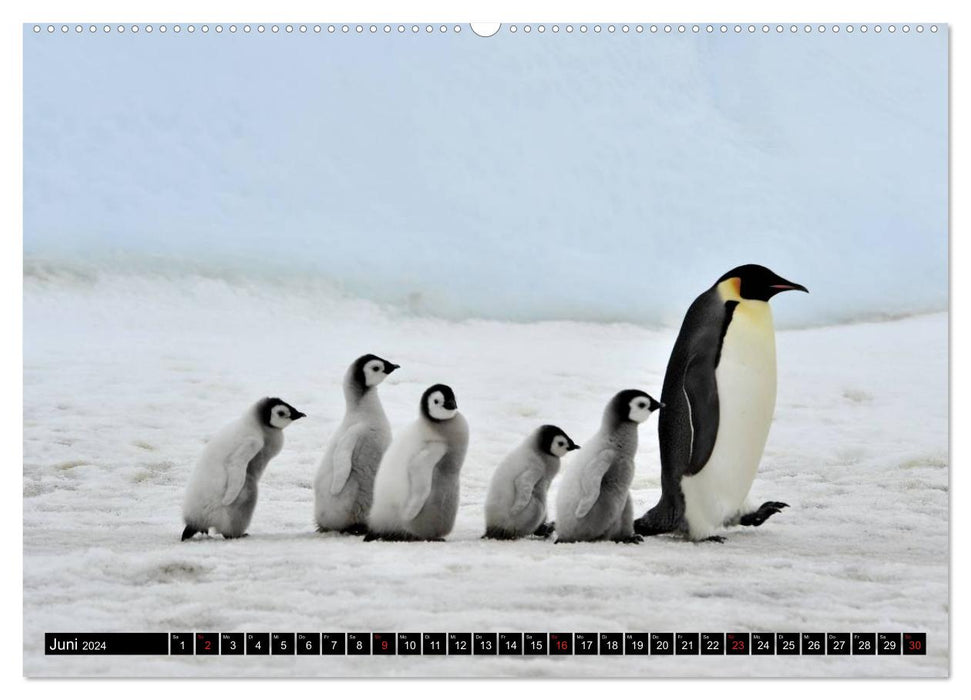 Penguins - waddling in festive dress (CALVENDO wall calendar 2024) 