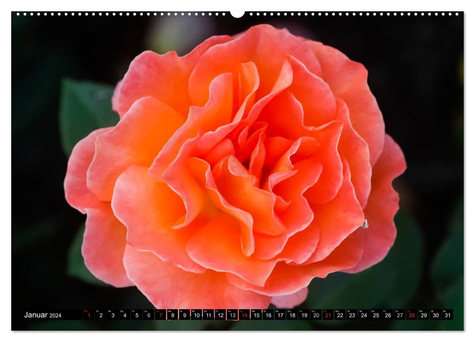Rosen natürlich schön (CALVENDO Wandkalender 2024)