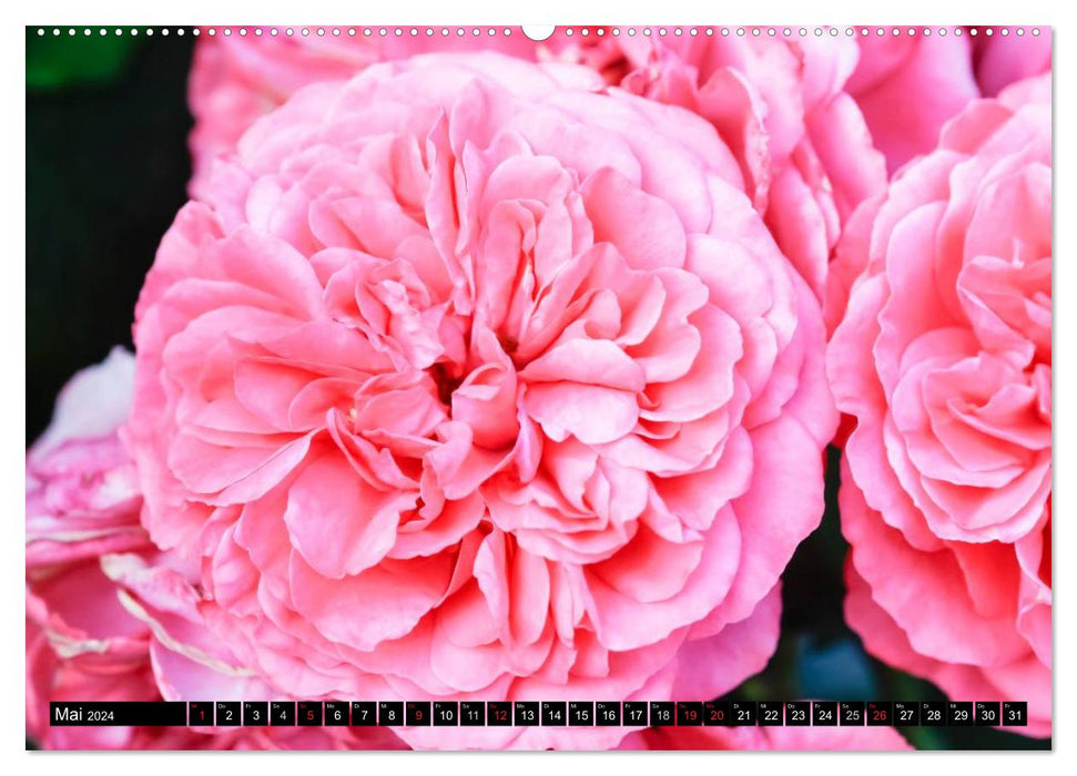 Rosen natürlich schön (CALVENDO Wandkalender 2024)
