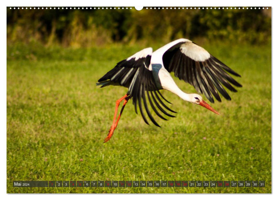 The Baltics - On the move in fascinating cultural landscapes (CALVENDO wall calendar 2024) 