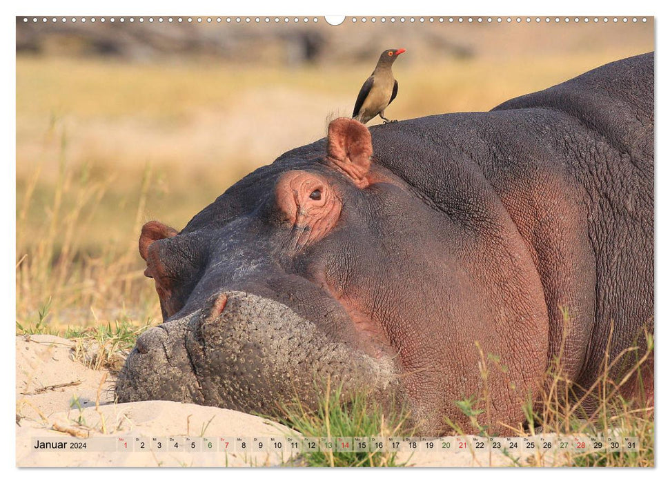 Wildlife paradise Africa - A photo journey through the savannahs (CALVENDO Premium Wall Calendar 2024) 