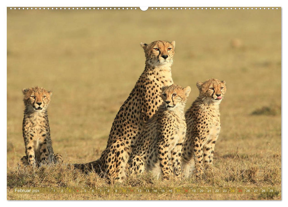 Wildlife paradise Africa - A photo journey through the savannahs (CALVENDO Premium Wall Calendar 2024) 