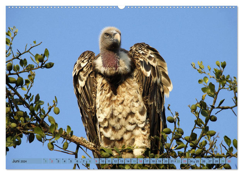 Wildtierparadies Afrika - Eine Foto-Reise durch die Savannen (CALVENDO Premium Wandkalender 2024)