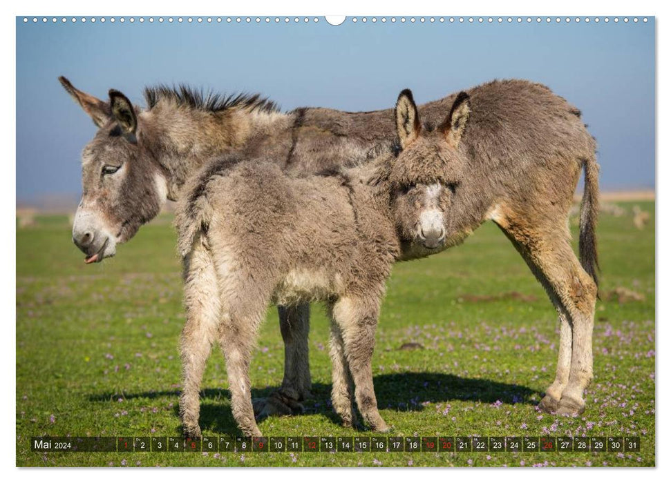 Donkey - pretty, smart and hardworking (CALVENDO wall calendar 2024) 