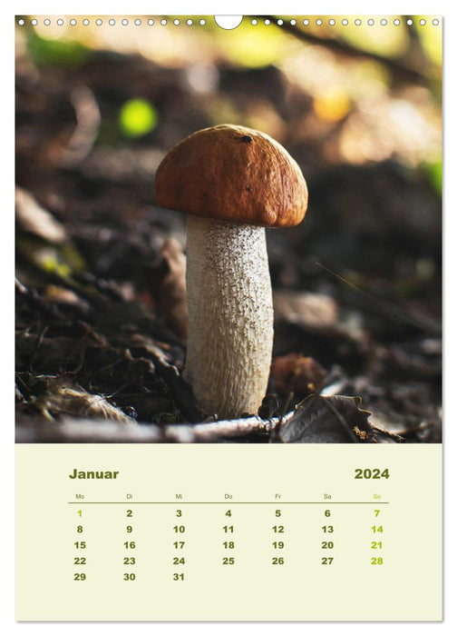 Wonderful world of mushrooms (CALVENDO wall calendar 2024) 