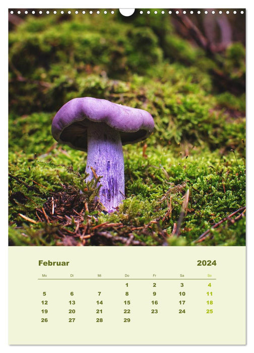 Wundersame Welt der Pilze (CALVENDO Wandkalender 2024)