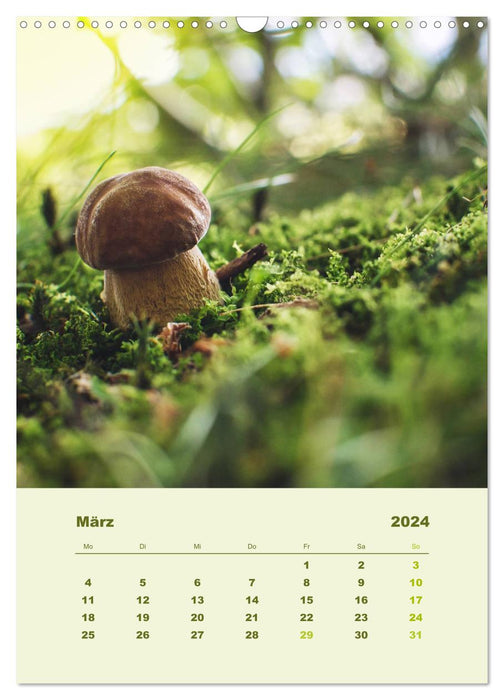 Wundersame Welt der Pilze (CALVENDO Wandkalender 2024)
