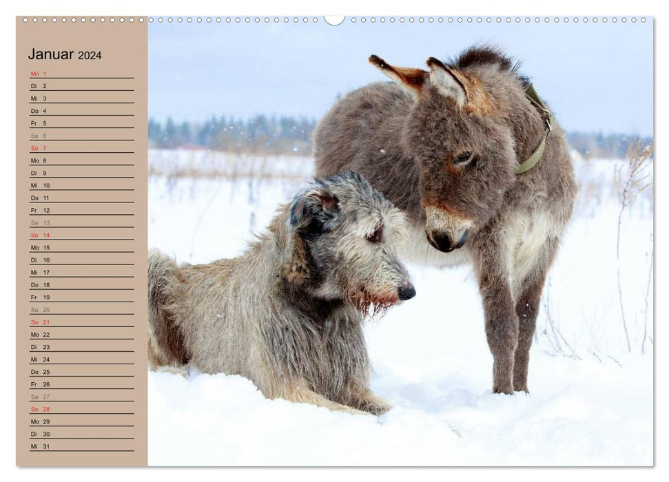Das Esel-Paradies - Hunde und andere Feunde (CALVENDO Wandkalender 2024)