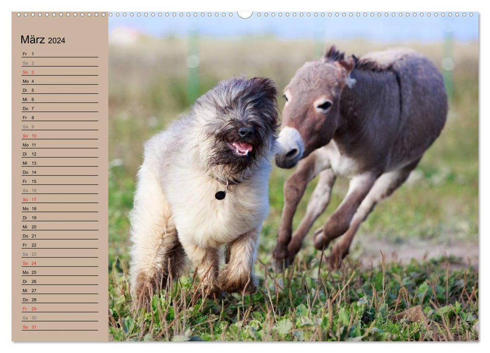 Das Esel-Paradies - Hunde und andere Feunde (CALVENDO Wandkalender 2024)