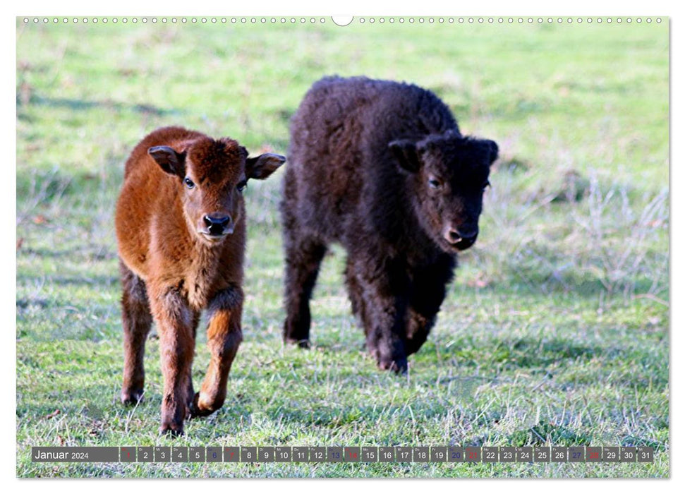 Der Yak (CALVENDO Wandkalender 2024)