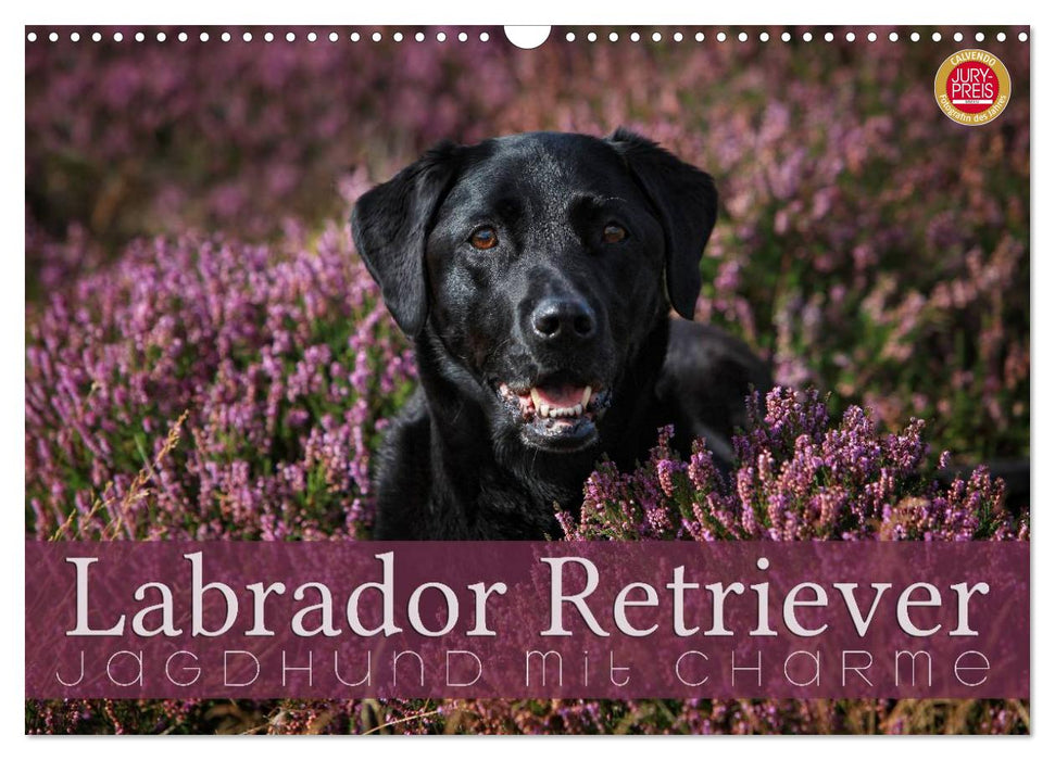 Labrador Retriever - chien de chasse avec charme (Calendrier mural CALVENDO 2024) 