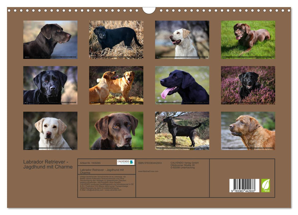 Labrador Retriever - Jagdhund mit Charme (CALVENDO Wandkalender 2024)