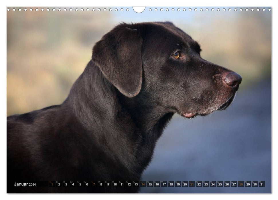 Labrador Retriever - hunting dog with charm (CALVENDO wall calendar 2024) 