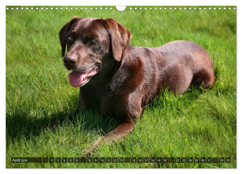 Labrador Retriever - hunting dog with charm (CALVENDO wall calendar 2024) 