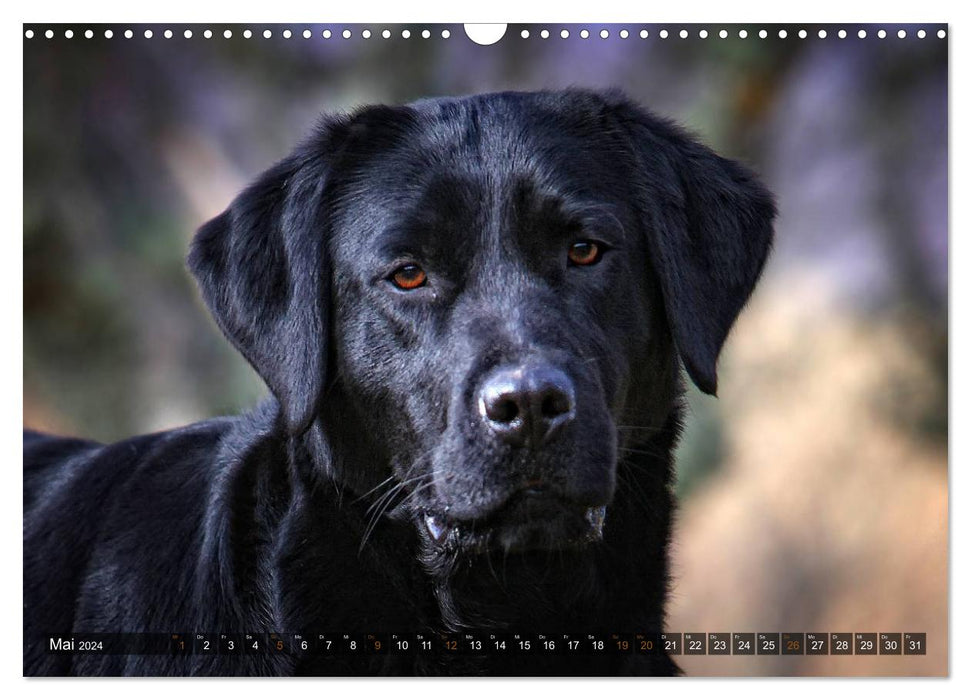 Labrador Retriever - hunting dog with charm (CALVENDO wall calendar 2024) 