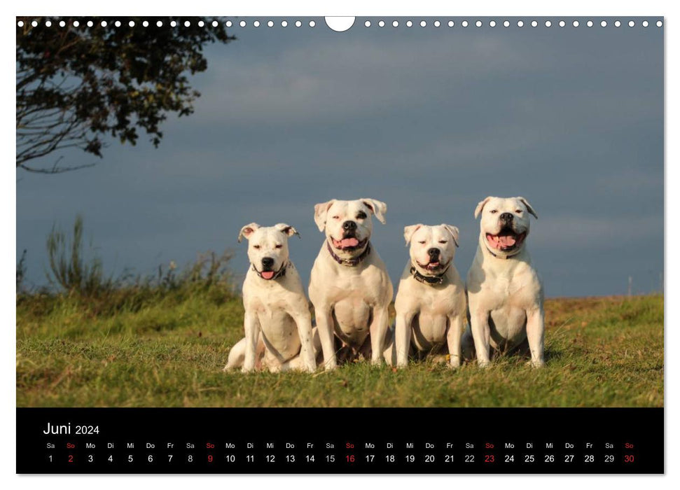 American Bulldog - fier, fidèle, unique (calendrier mural CALVENDO 2024) 