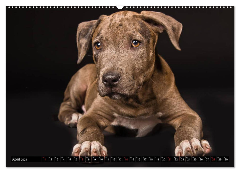 Pit Bull and Co. - Loved, Feared, Misunderstood (CALVENDO Premium Wall Calendar 2024) 