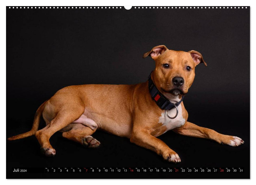 Pit Bull and Co. - Loved, Feared, Misunderstood (CALVENDO Premium Wall Calendar 2024) 