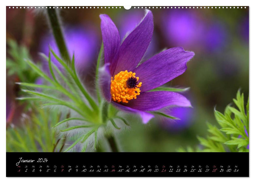 Soft Rock - Visual Music of Flowers (CALVENDO Premium Wall Calendar 2024) 