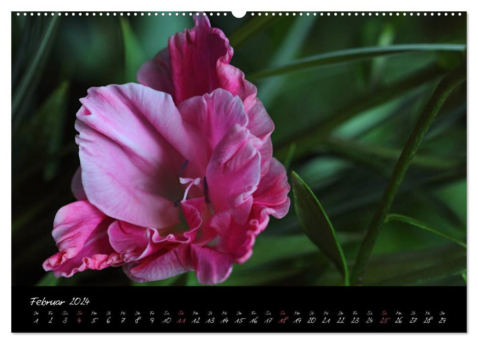 Soft Rock - Visuelle Musik der Blumen (CALVENDO Premium Wandkalender 2024)