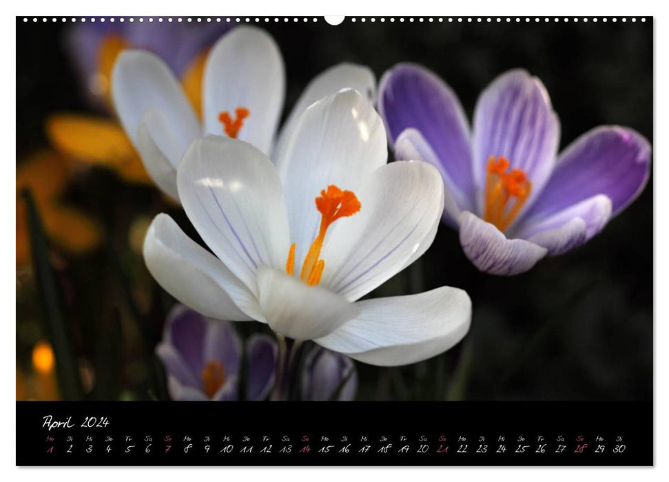 Florales Sonett - Visuelle Musik der Blumen (CALVENDO Premium Wandkalender 2024)