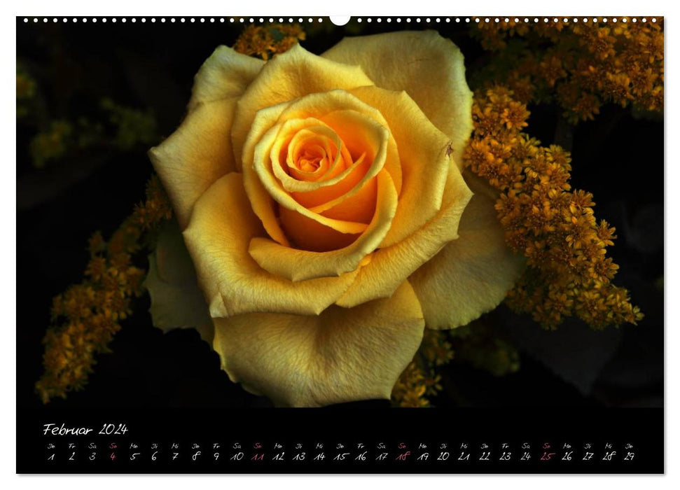Rosen Romanze - Visuelle Musik (CALVENDO Premium Wandkalender 2024)
