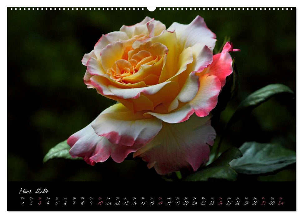 Rose Romance – Musique visuelle (Calvendo Premium Calendrier mural 2024) 