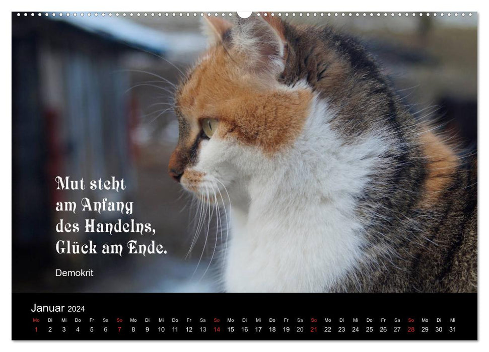 Lucky Cat - With Quotes on the Subject of Happiness (CALVENDO Wall Calendar 2024) 