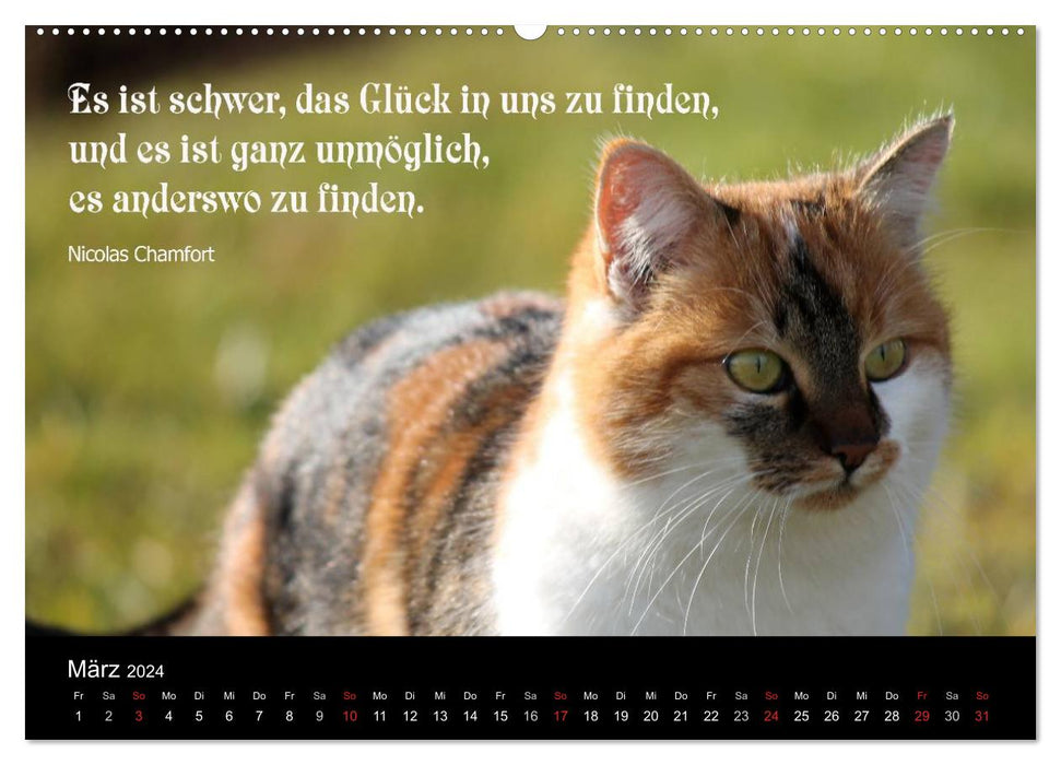 Lucky Cat - With Quotes on the Subject of Happiness (CALVENDO Wall Calendar 2024) 