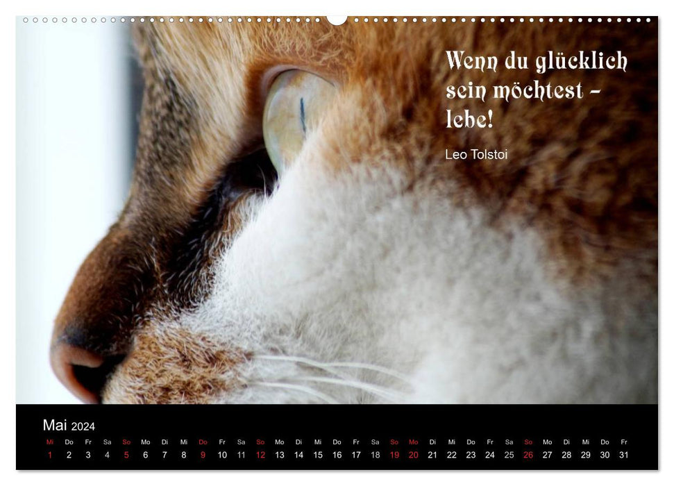 Lucky Cat - With Quotes on the Subject of Happiness (CALVENDO Wall Calendar 2024) 