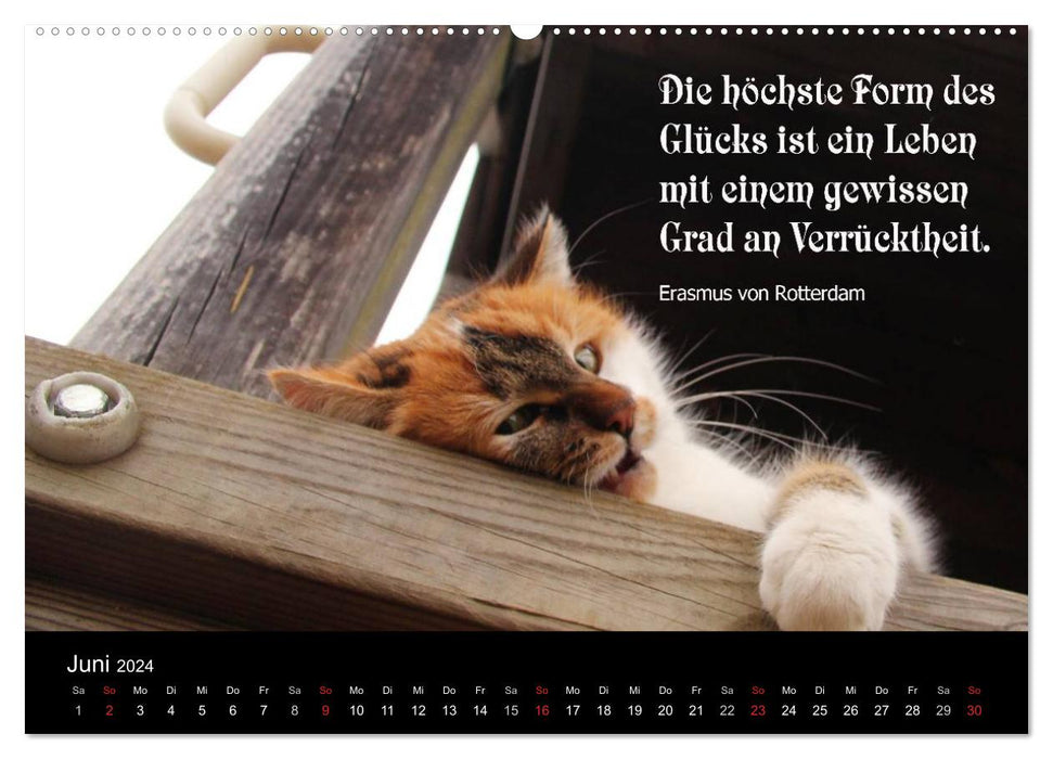 Lucky Cat - With Quotes on the Subject of Happiness (CALVENDO Wall Calendar 2024) 