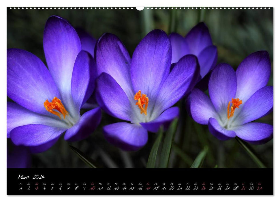 Soul-Jazz - Musique visuelle de fleurs (Calvendo Premium Wall Calendar 2024) 
