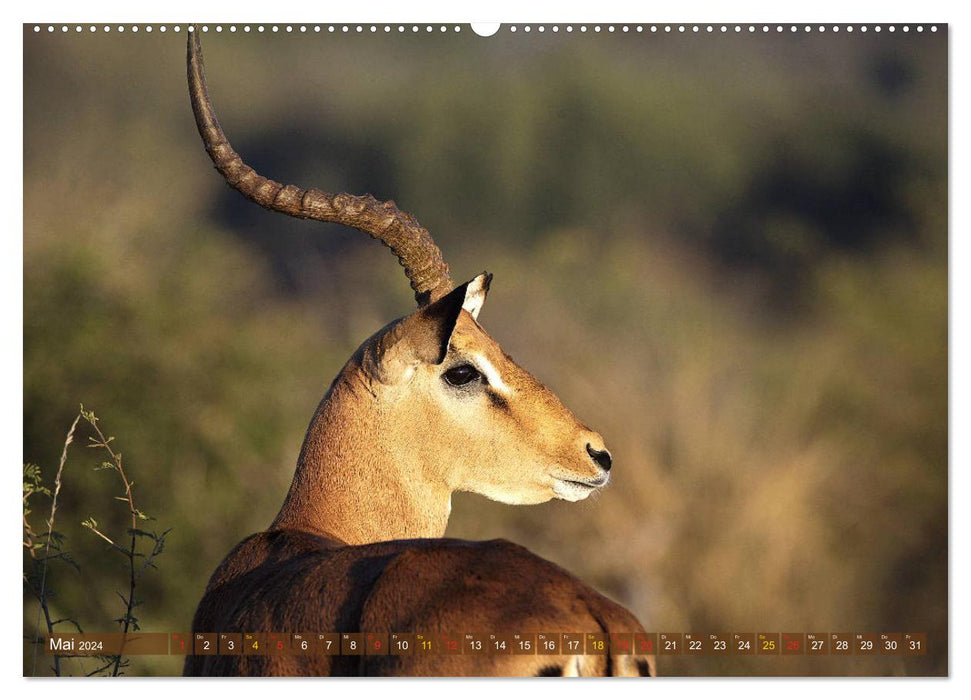 Wildlife paradise Africa - A photo journey through the savannahs (CALVENDO wall calendar 2024) 