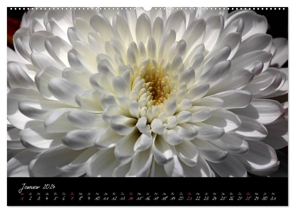Floral Portraits - Flower Impression (CALVENDO Premium Wall Calendar 2024) 