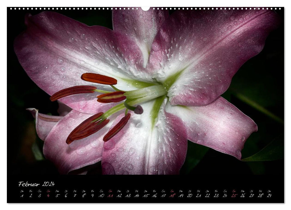 Floral Portraits - Blumen Impression (CALVENDO Premium Wandkalender 2024)