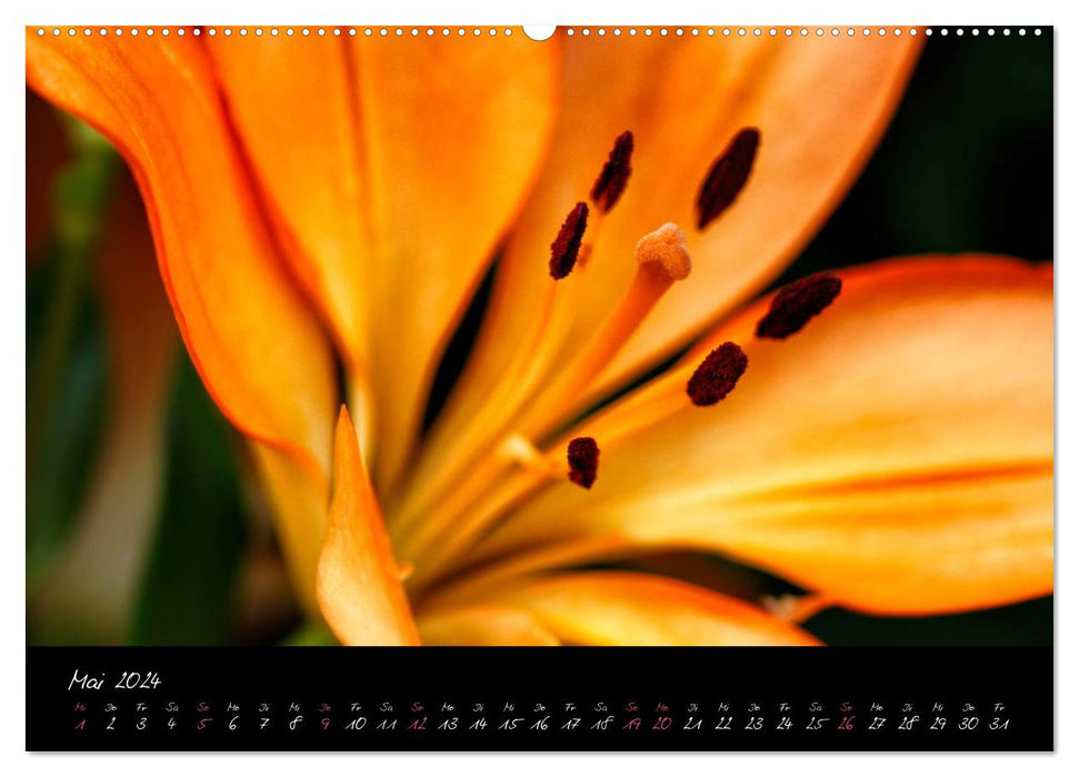 Portraits floraux – Impression de fleurs (Calvendo Premium Wall Calendar 2024) 