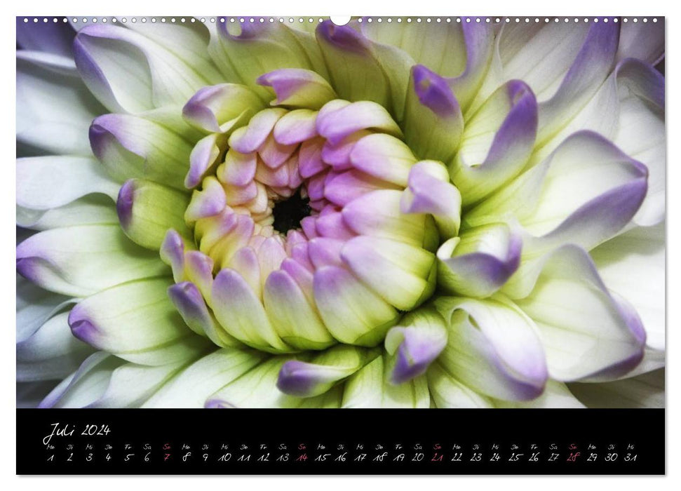 Portraits floraux – Impression de fleurs (Calvendo Premium Wall Calendar 2024) 
