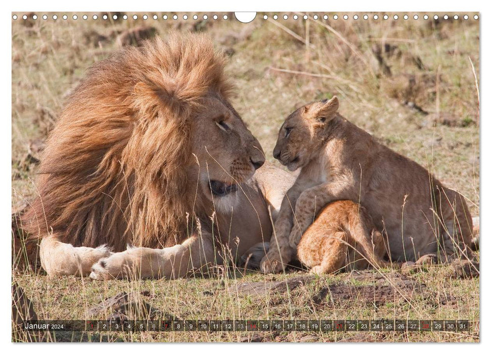 Big cats of Africa (CALVENDO wall calendar 2024) 