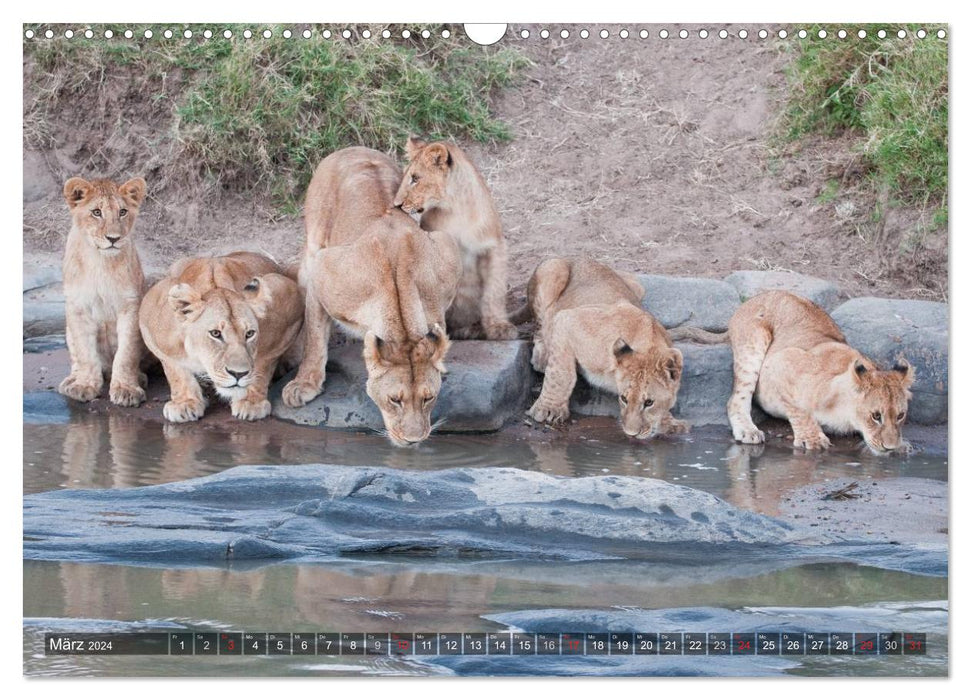 Big cats of Africa (CALVENDO wall calendar 2024) 